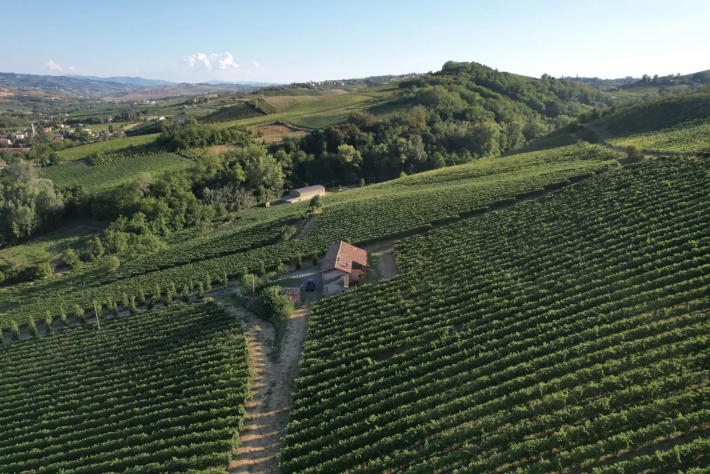 Veduta dei filari e del casolare di Bosco del Sasso, tra le colline di Canneto Pavese