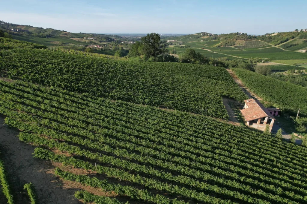 Veduta dall’alto dei vigneti di Bosco del Sasso e della valle circostante